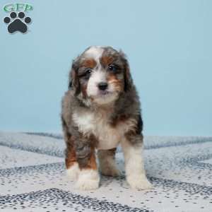 Cody, Mini Aussiedoodle Puppy